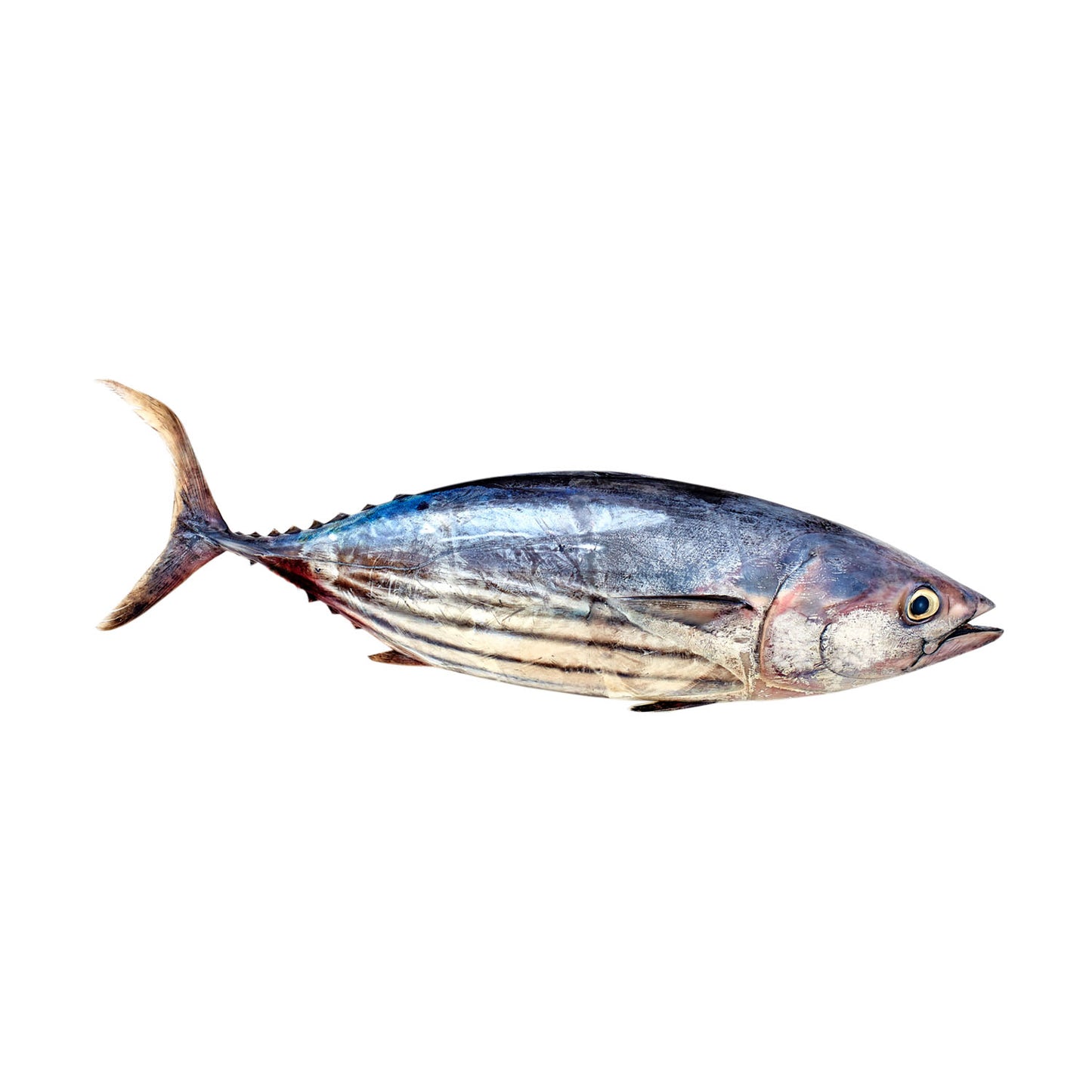 SKIP JACK TUNA (ചൂര) WHOLE FISH PER KG @130 (UNCLEANED / UNCUT)